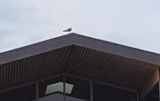 20180518_203318_001